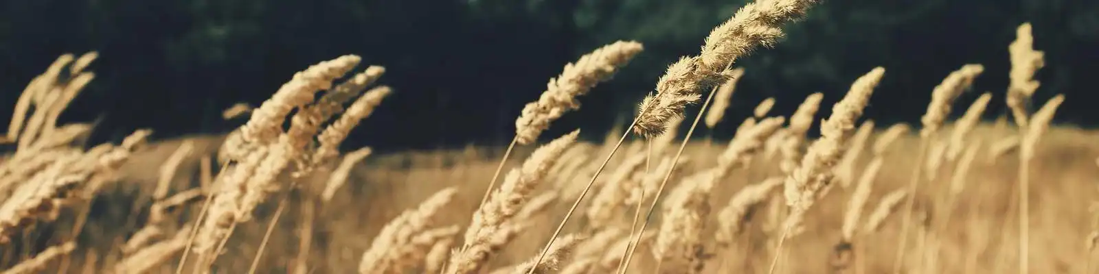 李世民痛别尉迟敬德：60岁名将告老还乡引朝野震动