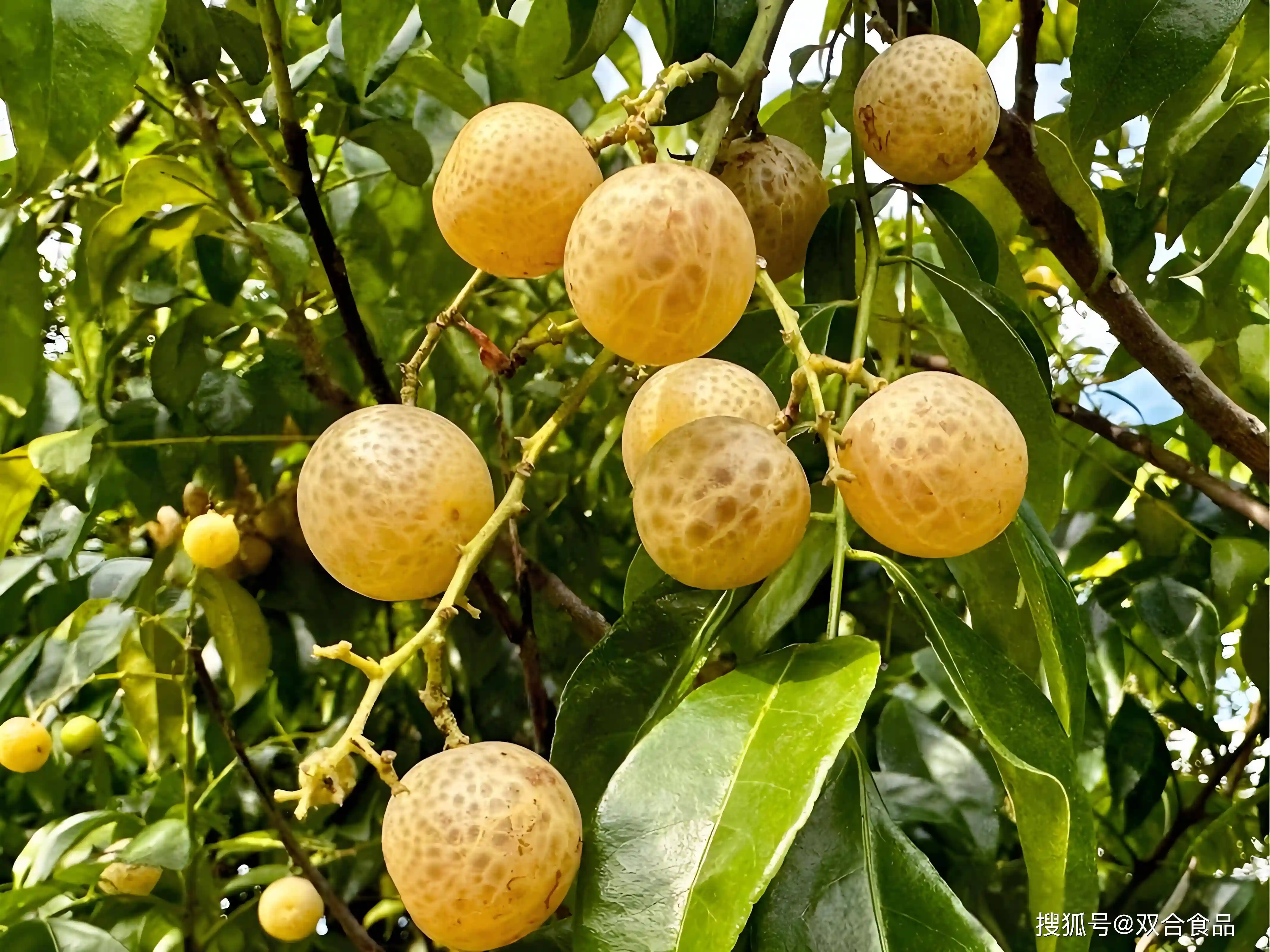 带果香的烤肉!广西独特风味引爆味觉新体验