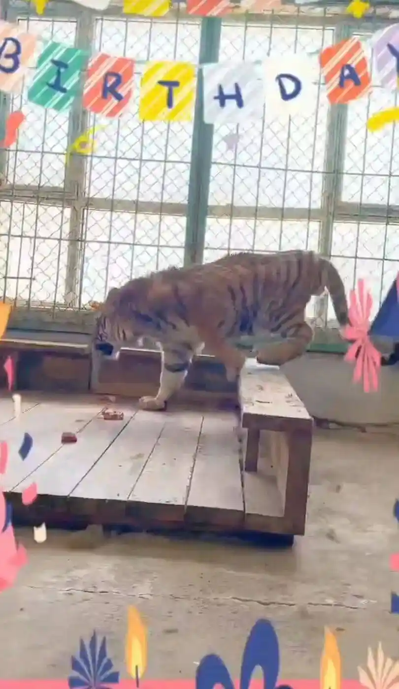 认养两年后惊悉东北虎早已离世:虎林园独苗之死背后的真相