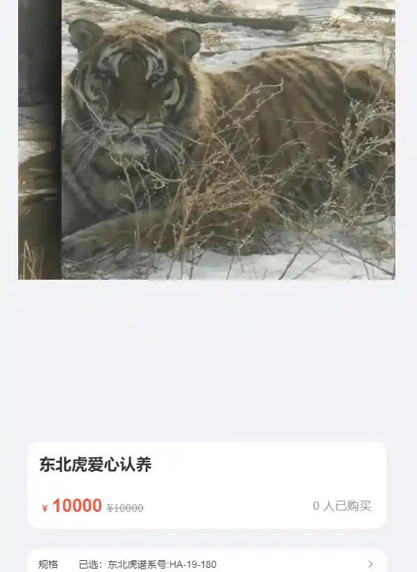 认养两年后惊悉东北虎早已离世:虎林园独苗之死背后的真相