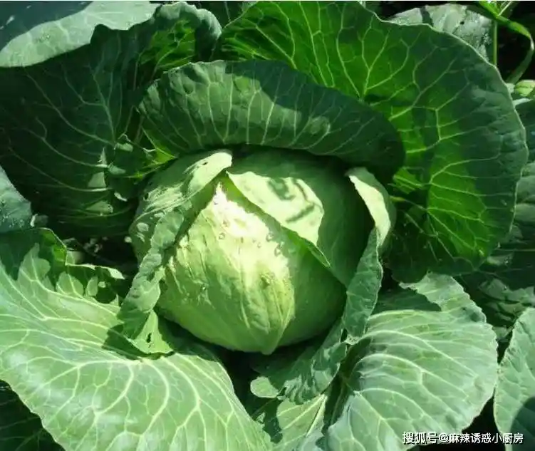 餐饮圈惊现‘智商税菜单’!4道高价低质菜被曝专坑外地食客,厨师长现场拆解套路