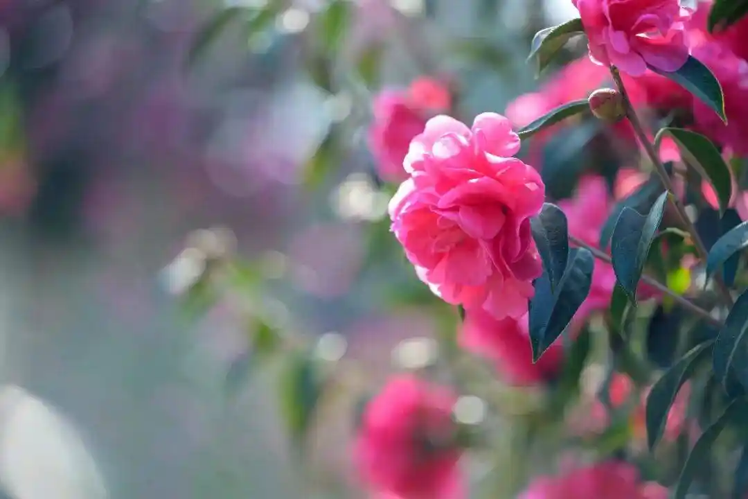 腾冲凤山千株茶花春日限定盛放！免费打卡解锁初春最温柔的东方浪漫