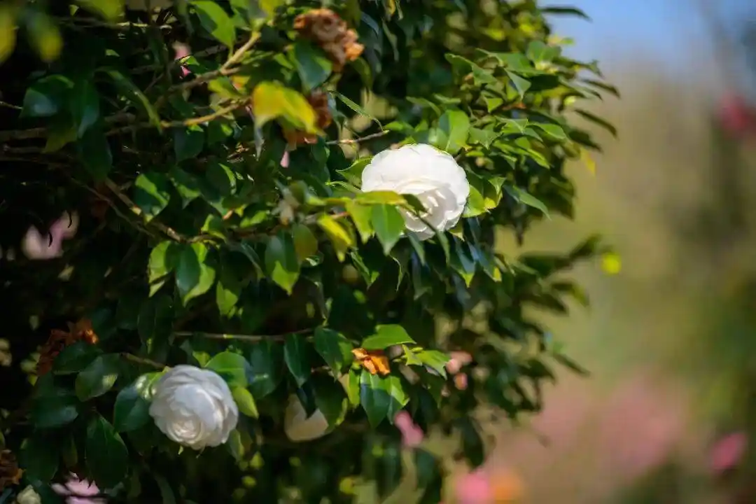 腾冲凤山千株茶花春日限定盛放!免费打卡解锁初春最温柔的东方浪漫