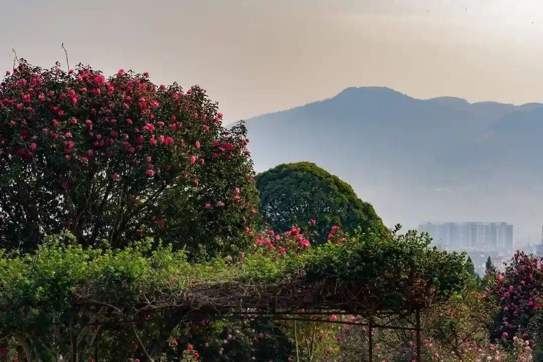 腾冲凤山千株茶花春日限定盛放!免费打卡解锁初春最温柔的东方浪漫