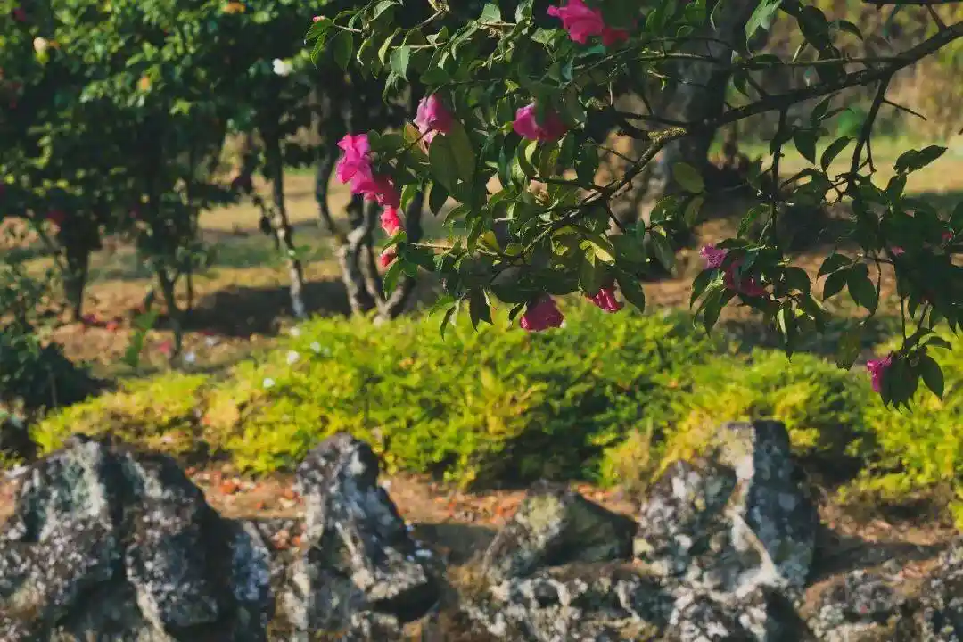 腾冲凤山千株茶花春日限定盛放!免费打卡解锁初春最温柔的东方浪漫