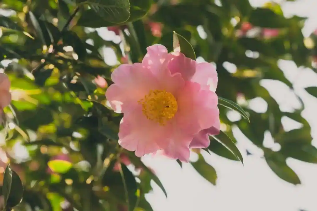 腾冲凤山千株茶花春日限定盛放!免费打卡解锁初春最温柔的东方浪漫