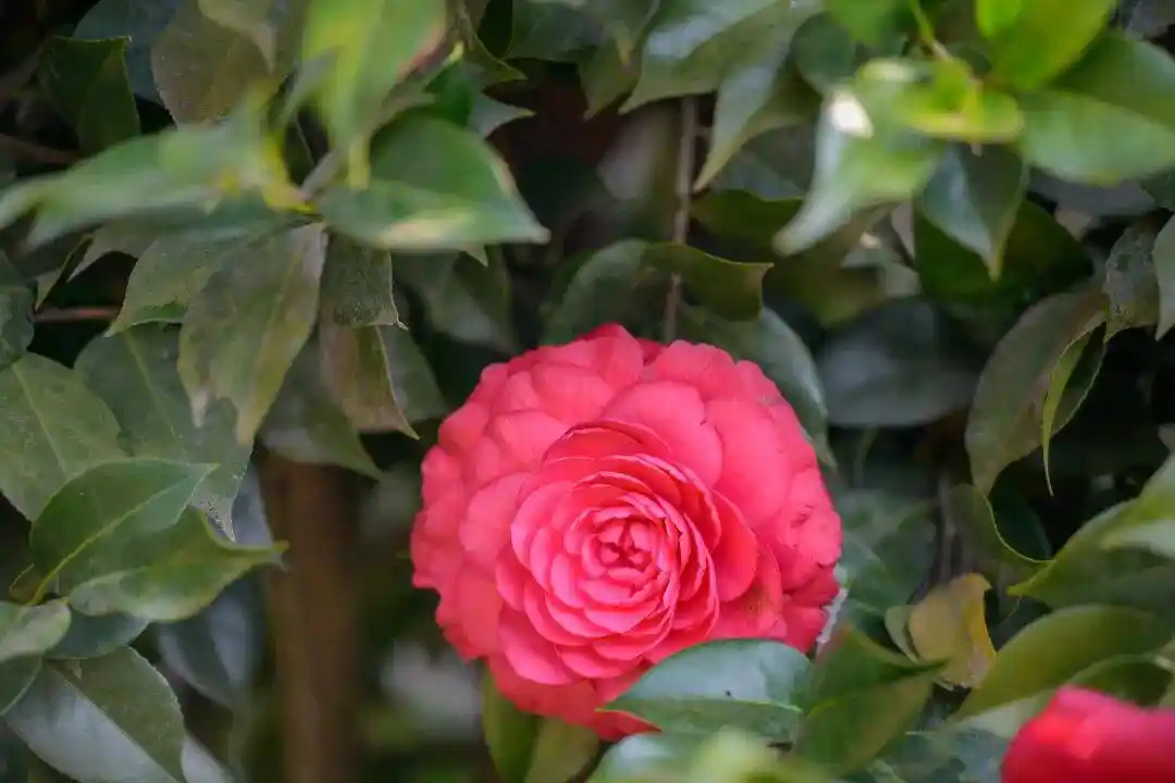 腾冲凤山千株茶花春日限定盛放!免费打卡解锁初春最温柔的东方浪漫