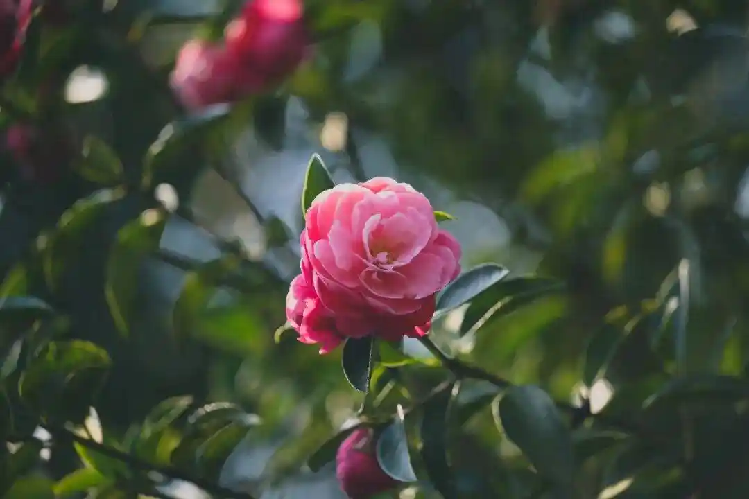 腾冲凤山千株茶花春日限定盛放!免费打卡解锁初春最温柔的东方浪漫