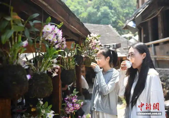 千年古茶林苏醒!景迈山万亩春茶开摘,游客抢鲜采、打卡、认购会呼吸的普洱