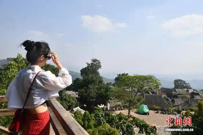 千年古茶林苏醒!景迈山万亩春茶开摘,游客抢鲜采、打卡、认购会呼吸的普洱