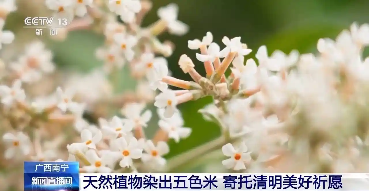 春日限定美食上线!五色糯米饭、鼠曲糍、马蹄馓子等你来尝