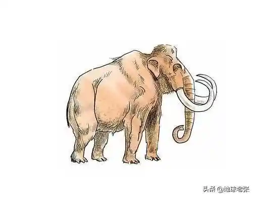 草原巨兽复活？295号史前猛犸惊现冰封遗骸，科学家破译万年基因密码