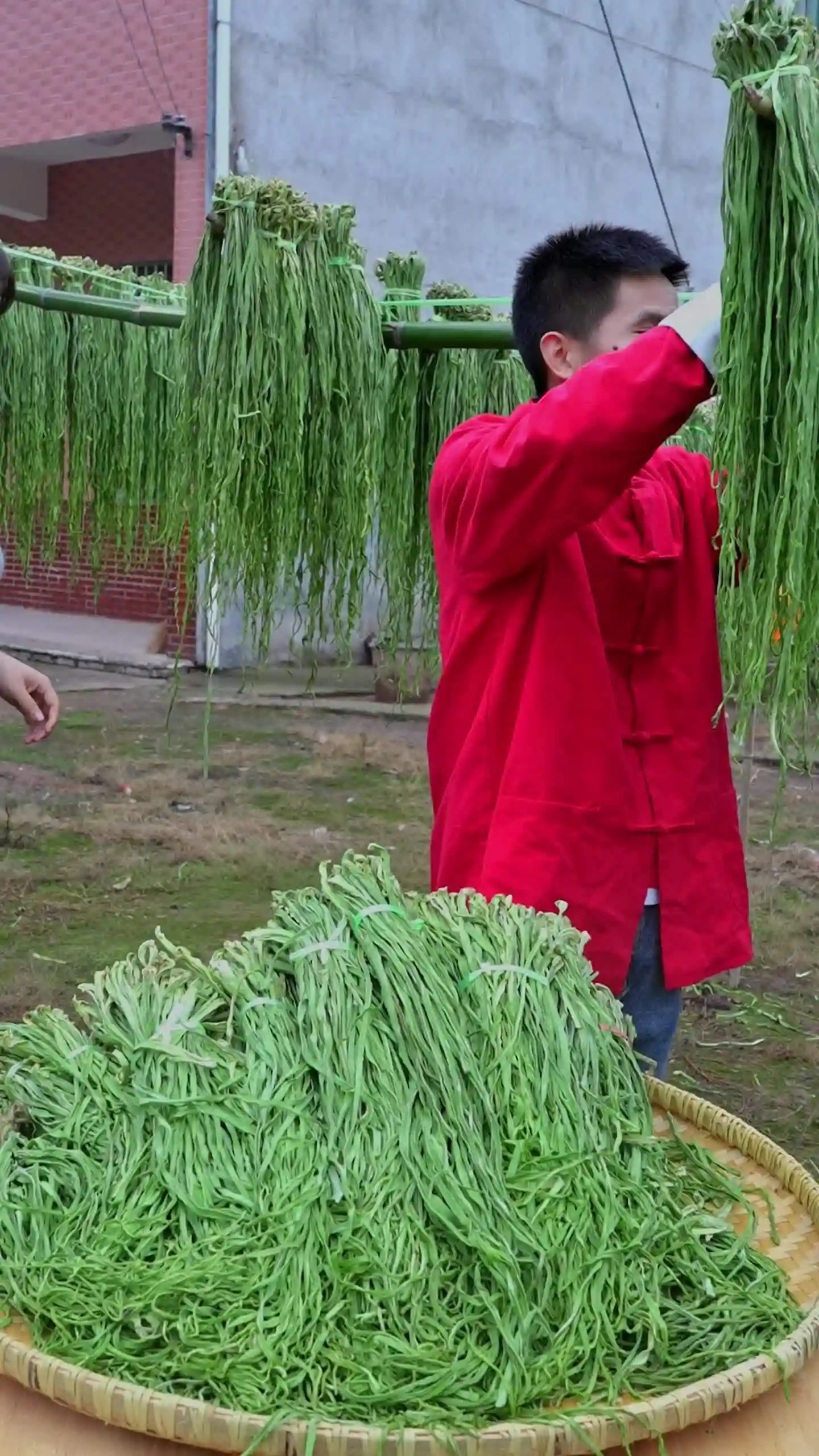 贡菜之谜:火锅嘎吱声竟来自莴笋细胞壁?